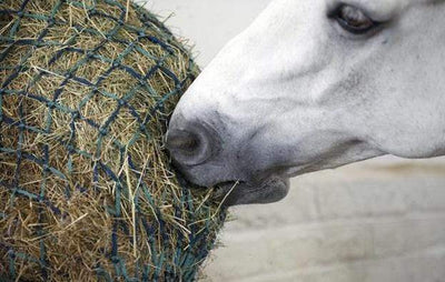 Should I Feed My Horse Hay or Haylage?