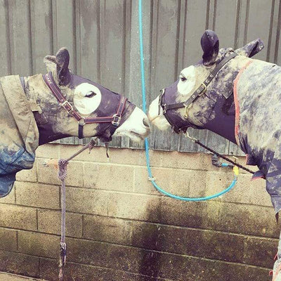Struggling with your muddy Horse & Pony? Let us HELP