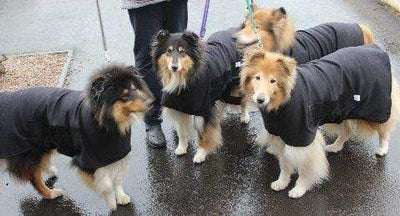 Warm & Waterproof Dog Rugs From Snuggy Hoods
